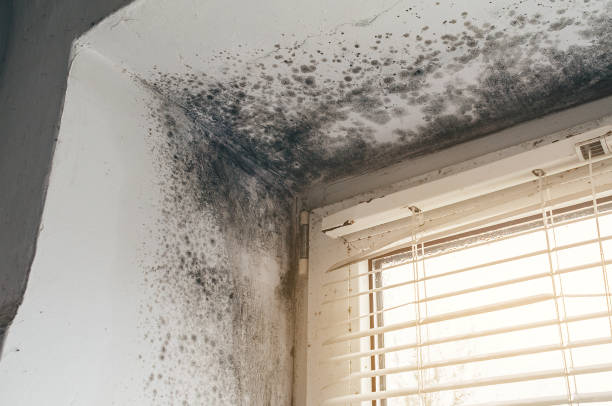 Affordable Basement Mold Removal solutions in Trenton, TN