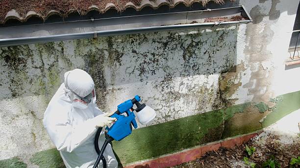 Top rated local Basement Mold Removal specialists in Trenton, TN